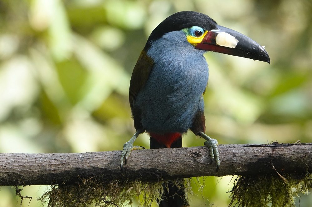 Mountain Toucan fotoreis