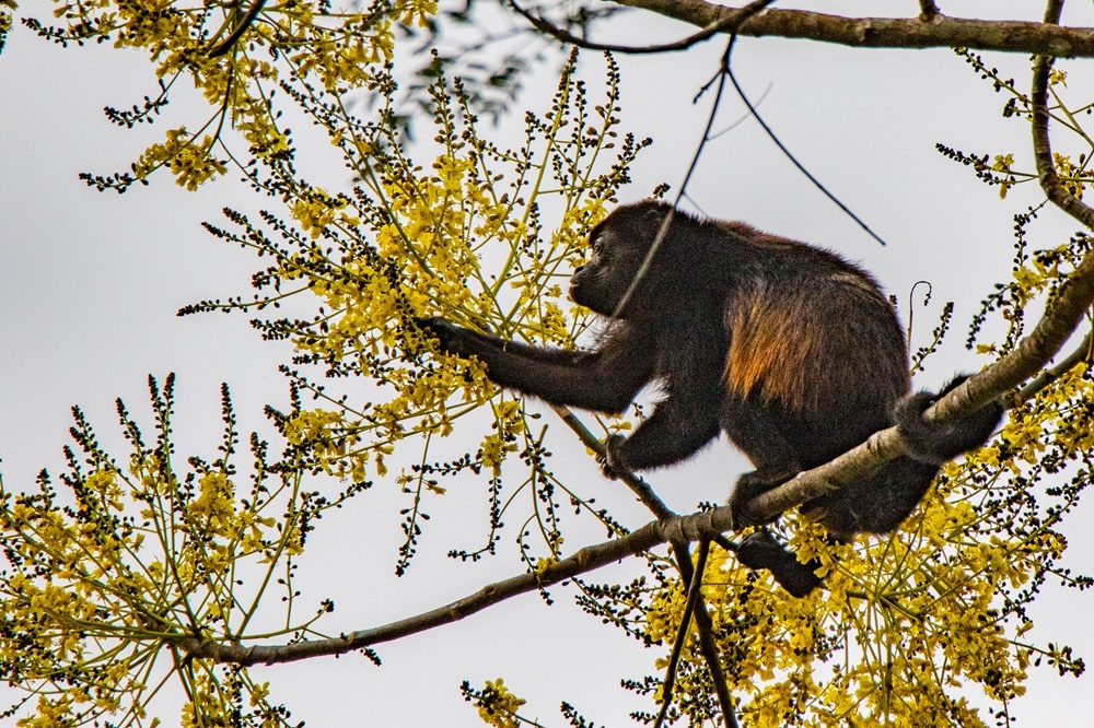 Natuurreis Panama Brulaap