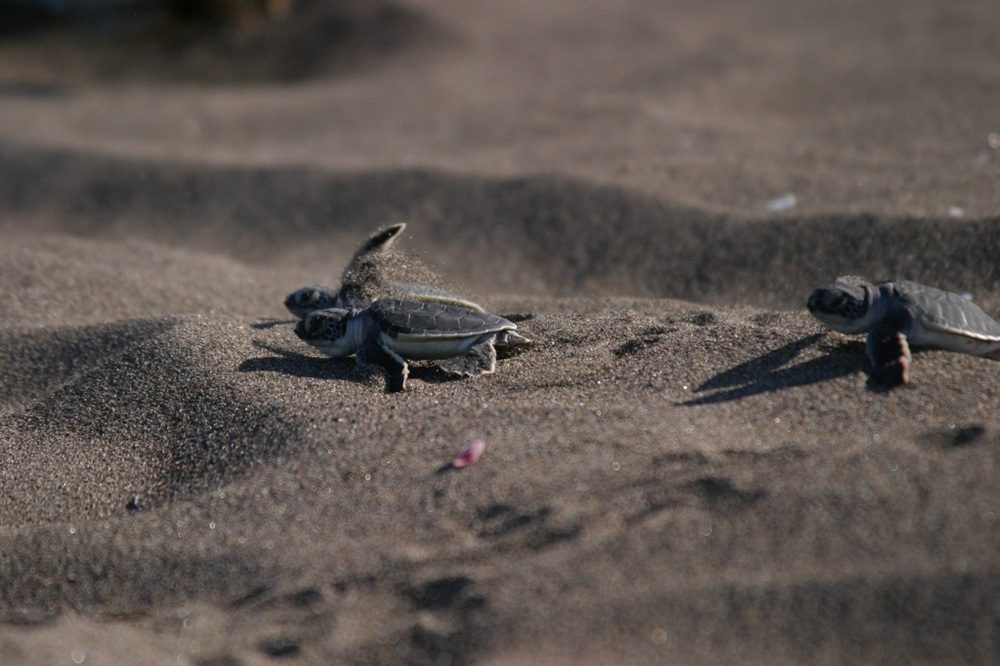 Natuurreis Panama babyschildpadden Boca Chica