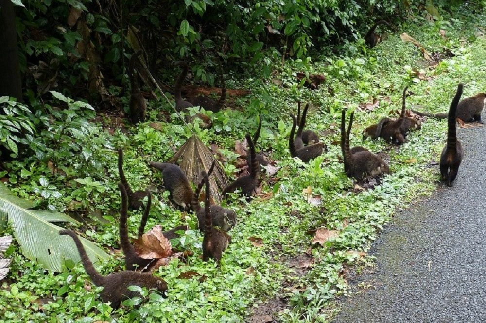 Neusbeertjes langs de weg in Costa Rica