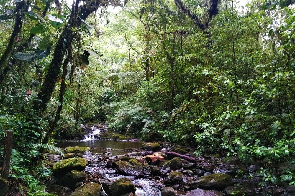 Nevelwoud Guatemala Barbara 2 Nevelwoud Guatemala Barbara 2