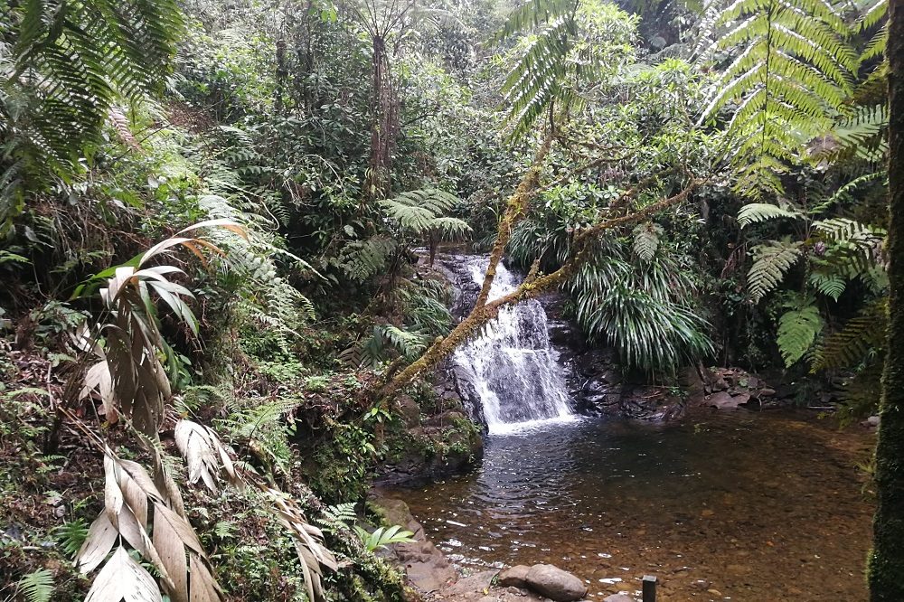 Nevelwoud Guatemala bij Coban