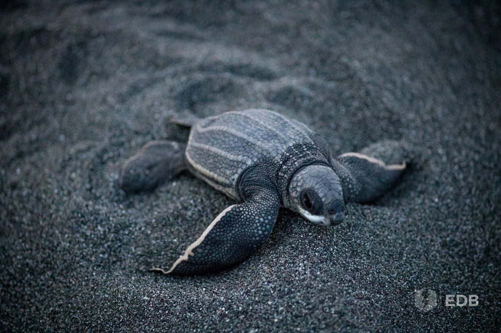 Pacuare schildpad Costa Rica 1