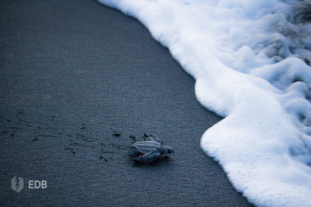Pacuare schildpad Costa Rica