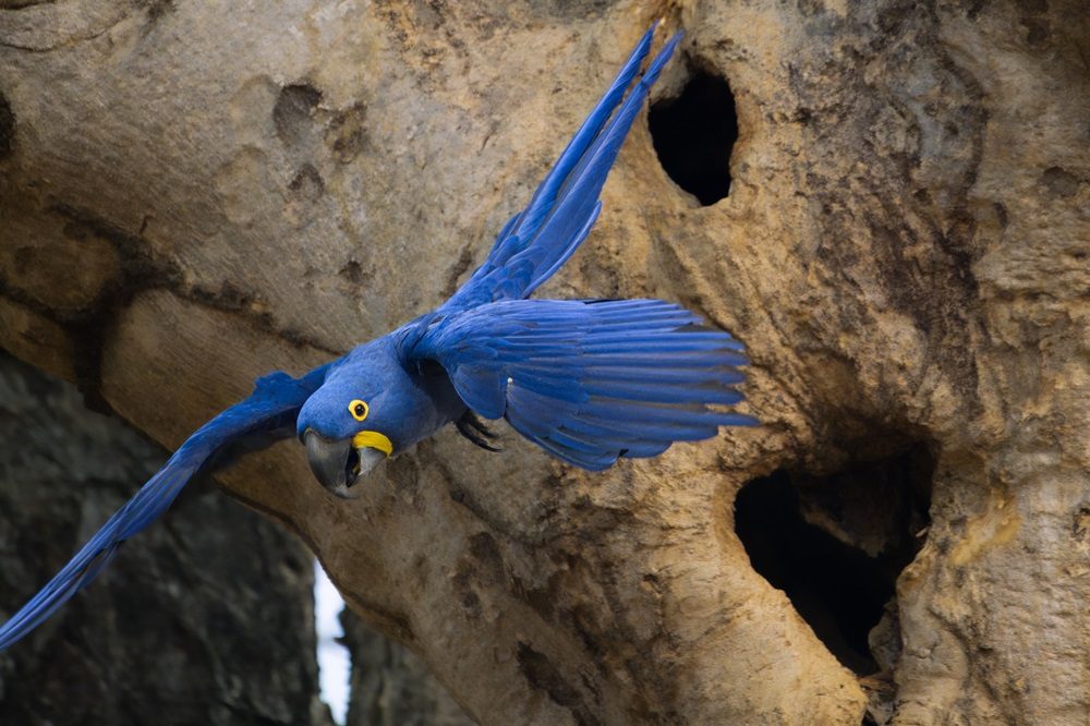 Pantanal fotografiereis Pantanal fotografiereis