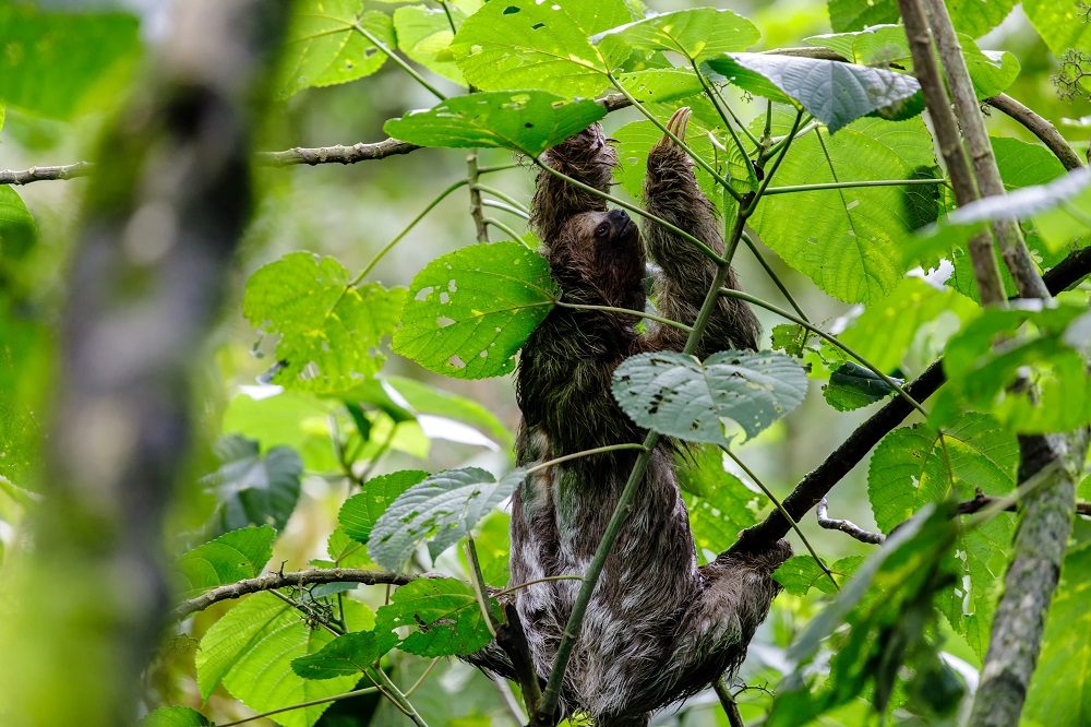 Penas Blancas 4 Penas Blancas 4