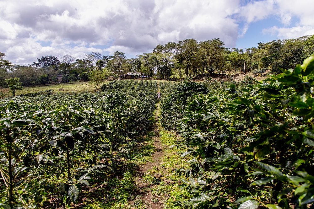 Penas Blancas 5 Penas Blancas 5