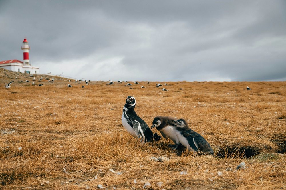 Pinguïns Magdalena Island Chili