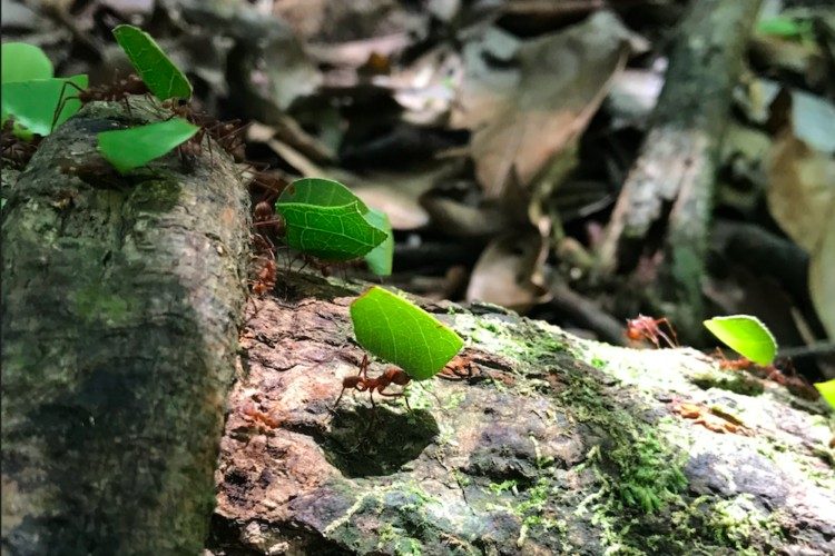 Puerto Maldonado 2 Puerto Maldonado 2