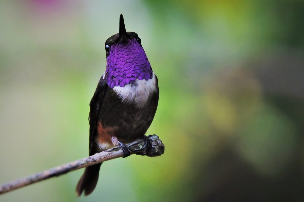 Purple throated Woodstart Montezuma Road 1 Purple throated Woodstart Montezuma Road 1