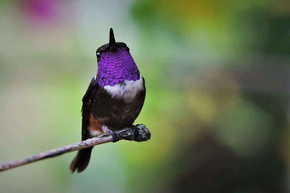 Purple throated Woodstart