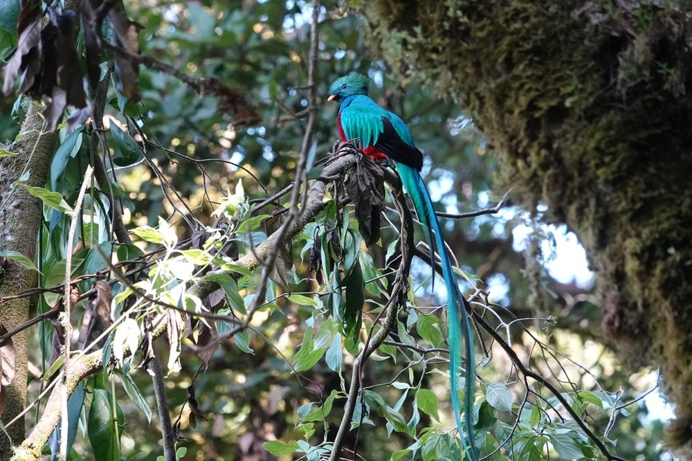 Quetzal Costa Rica fotoreis