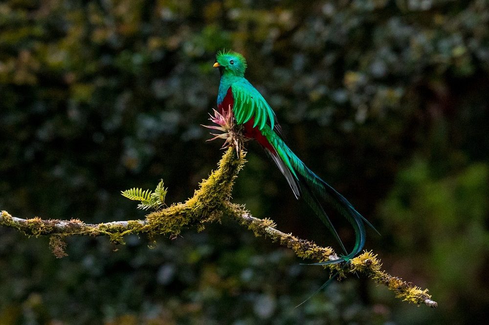 Quetzal Costa Rica