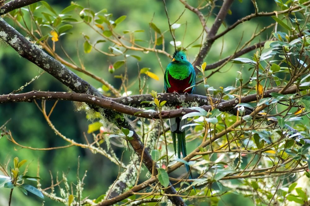 Quetzal fotoreis Costa Rica 1