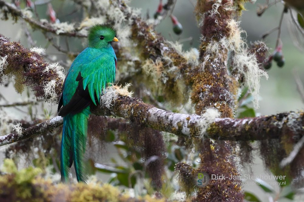 Quetzal vogelreis costa rica