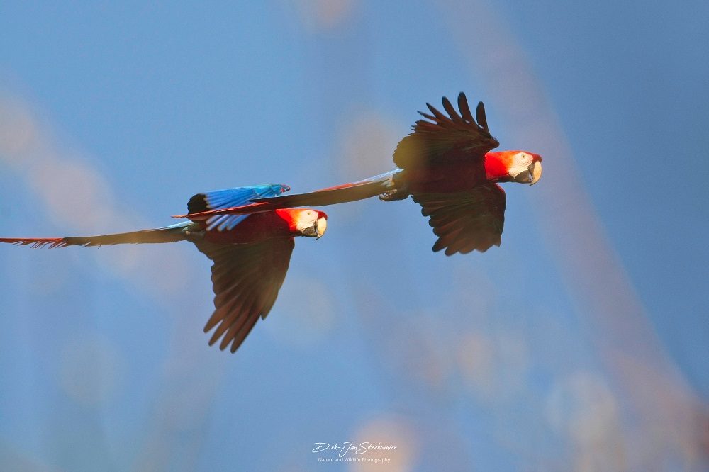 Red and Green Macaws Pantanal fotoreis