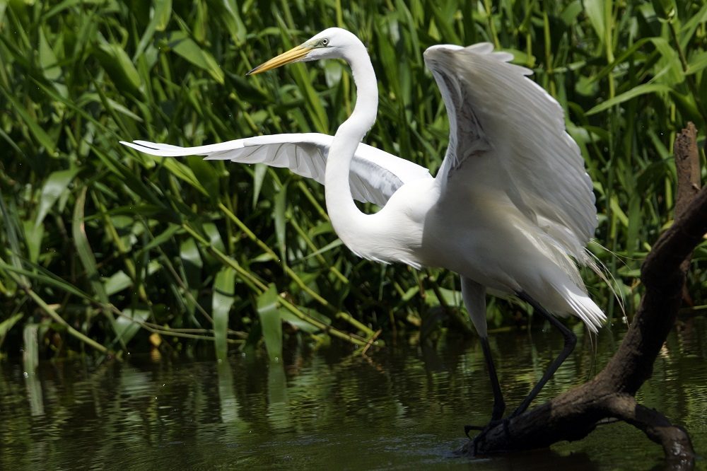 Reiger Los Guatuzos