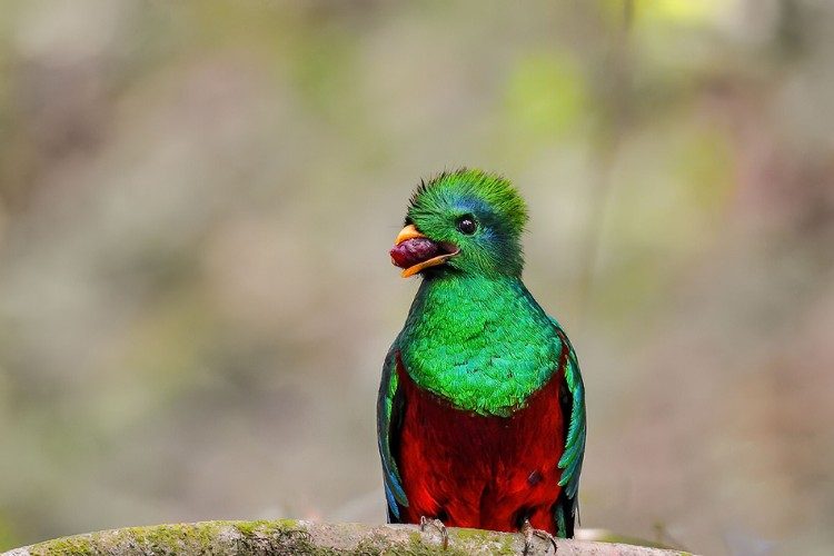 Resplendent Quetzal  Rey Tepepul park at Lake Atitlan Quetzal Biotope 1