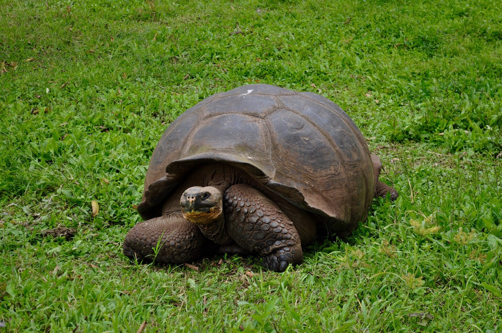 Reuzenschildpad dieren Galapagos