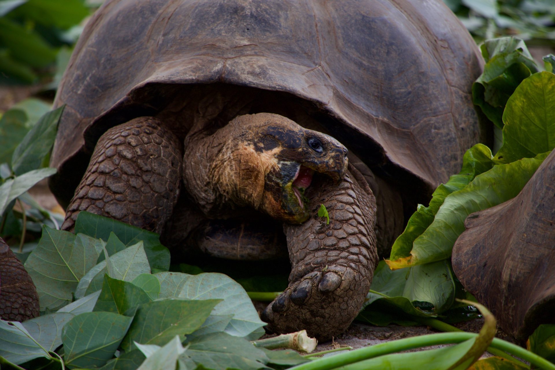 Reuzenschildpad dieren Galapagos (foto Unsplash) Reuzenschildpad dieren Galapagos