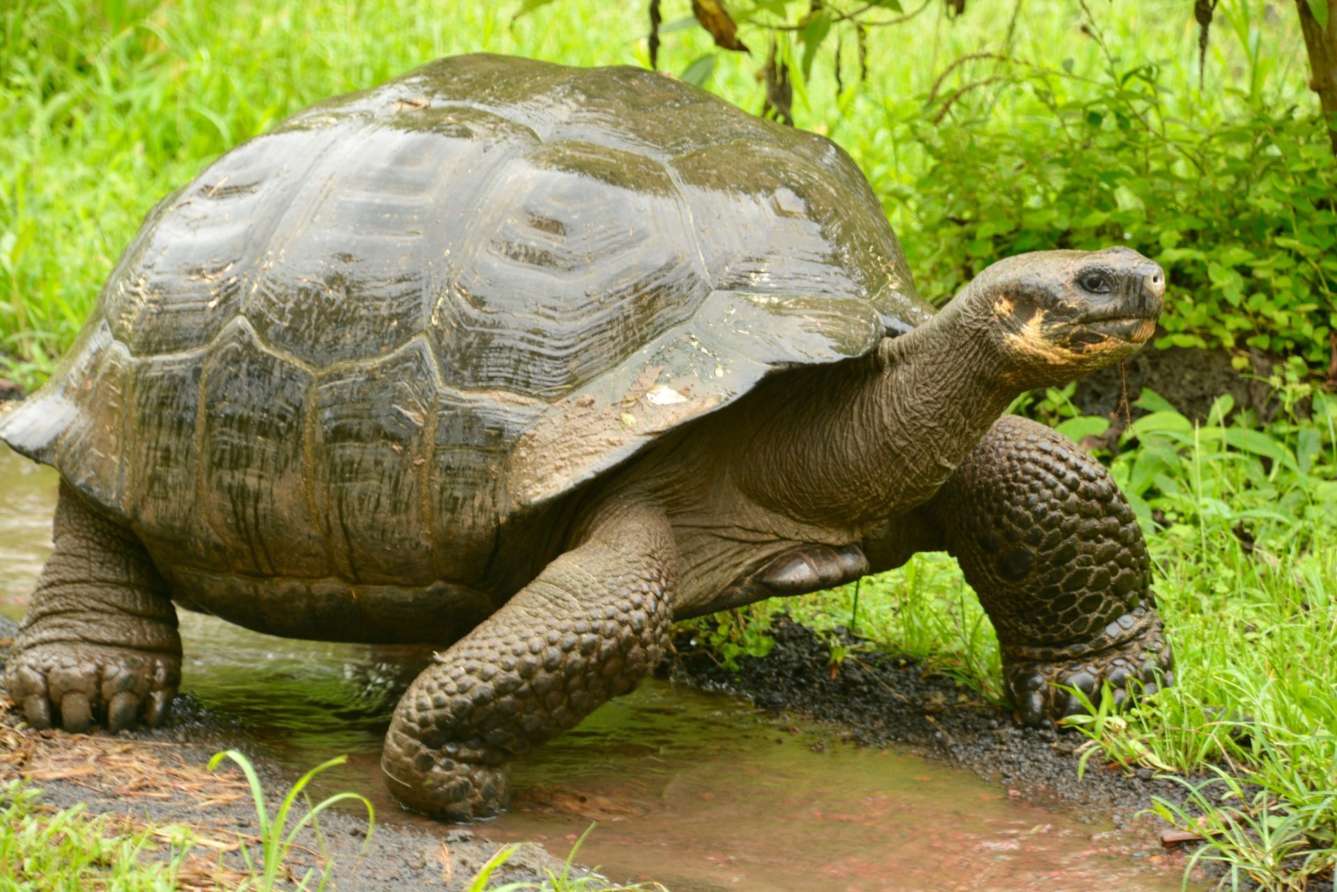 Reuzenschildpad