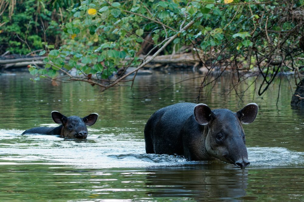 Rondreis Panama & Costa Rica Osa Cabo Matapalo Tapir
