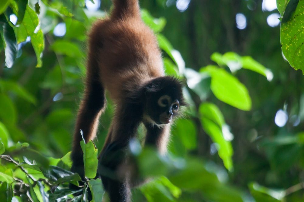 Rondreis Panama & Costa Rica Osa Monkey