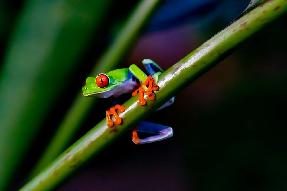 Roodoogmakikikker, kikker Costa Rica fotoreis