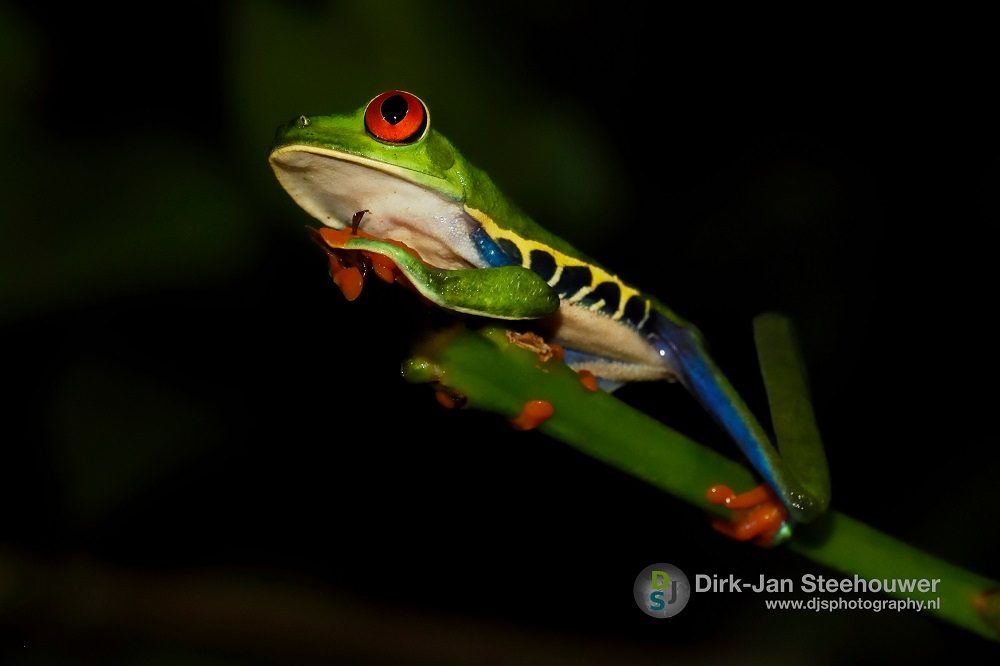 Roodoogmakkikker Roodoogmakkikker