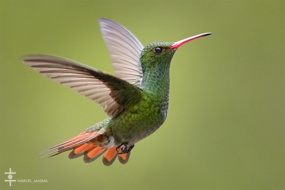 Roodstaart Amazilia Colombia Roodstaart Amazilia Colombia