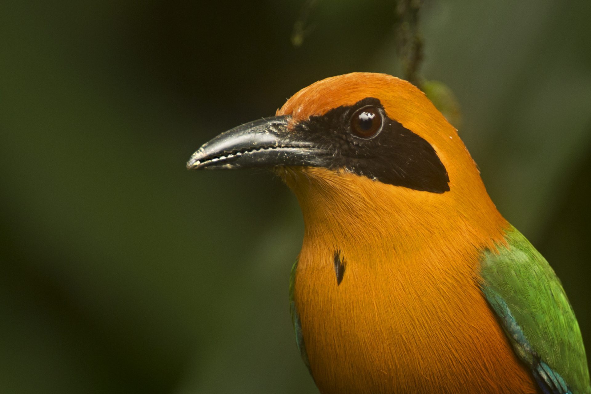 Rufous Motmot