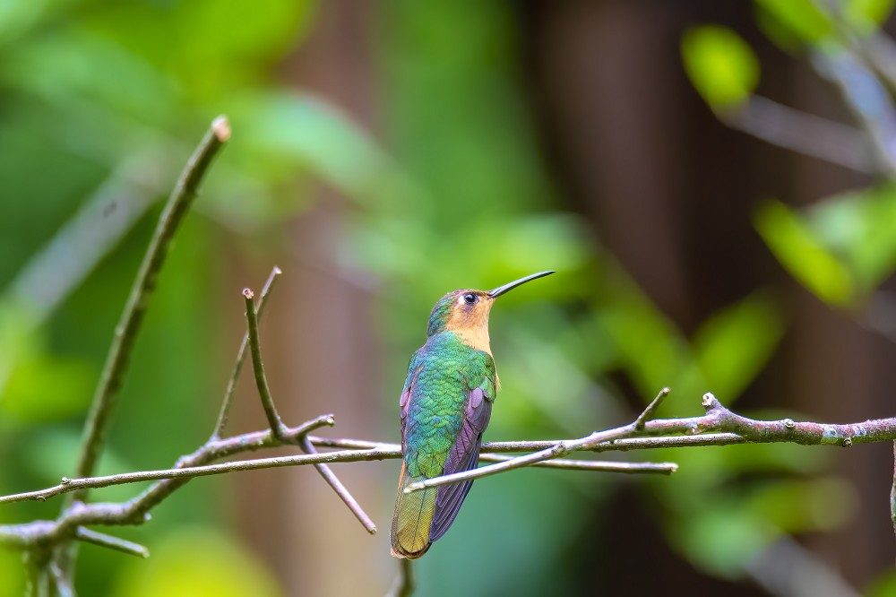 Rufous Sabrewing Antigua Guatemala Rufous Sabrewing Antigua Guatemala