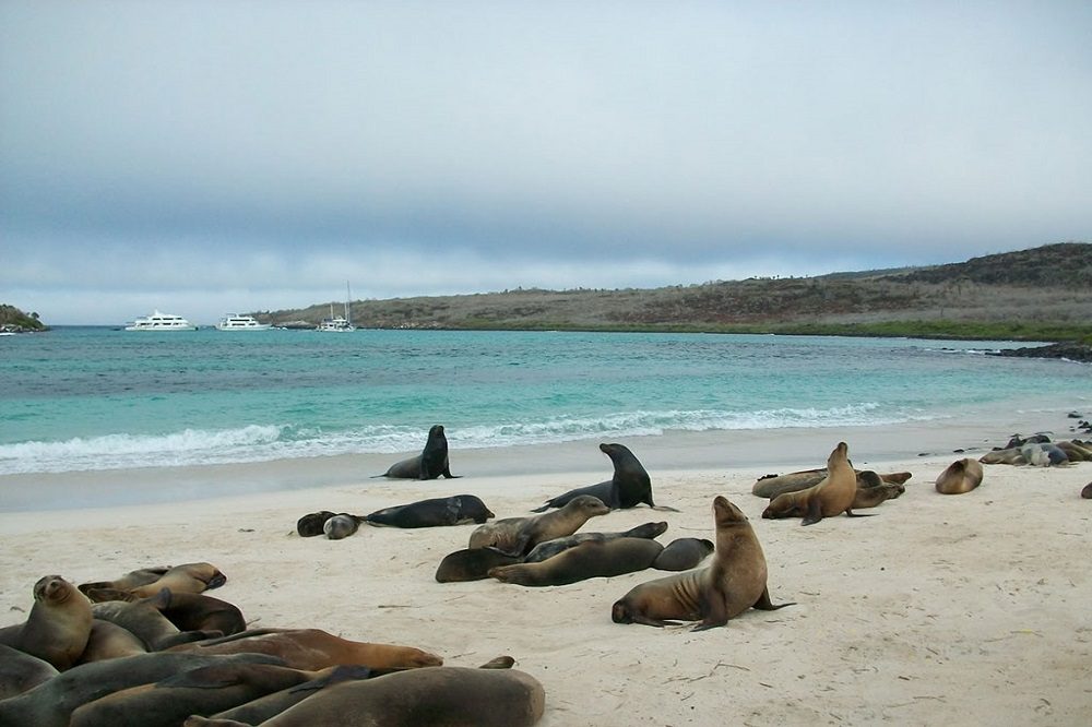 San Cristobal Lobos island San Cristobal Lobos island