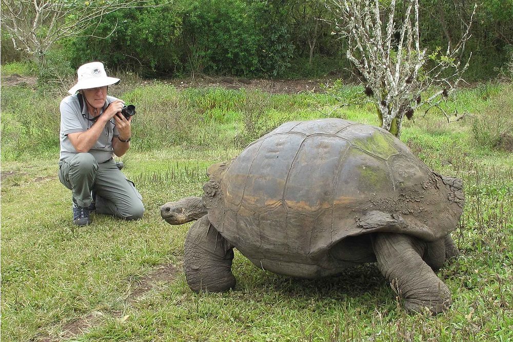 Santa Cruz Highlands giant tortoise