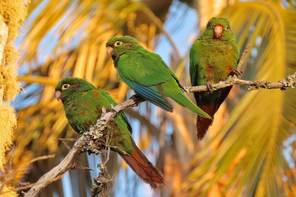 Santa Marta Parakeets