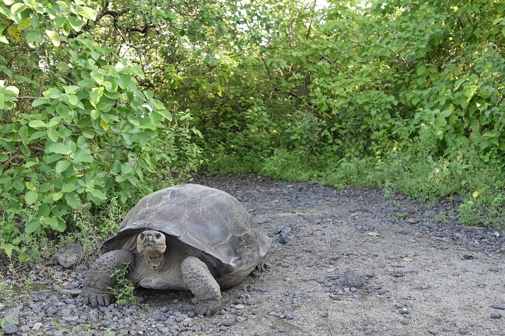 Schildpad Galapagos 2
