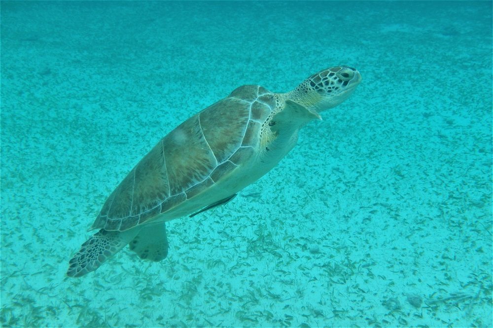 Schildpad belize 1