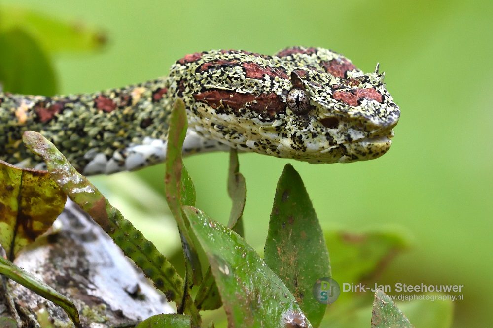 Slang bij Boca Tapada Slang bij Boca Tapada