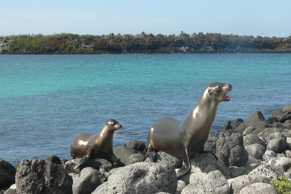 South Plazas sea lions