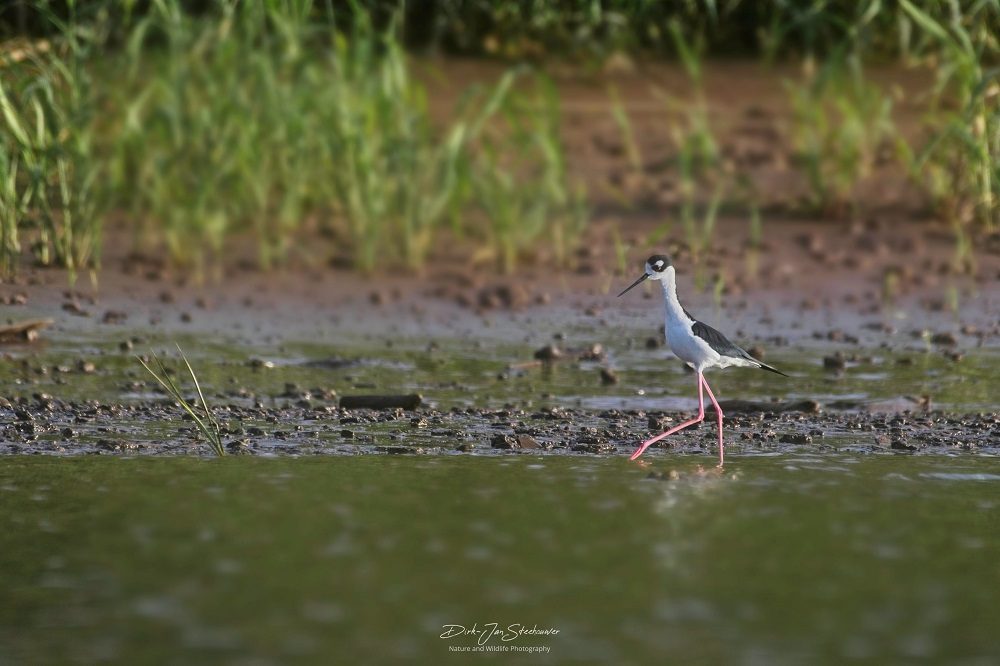 Steltkluut tarcoles Steltkluut tarcoles