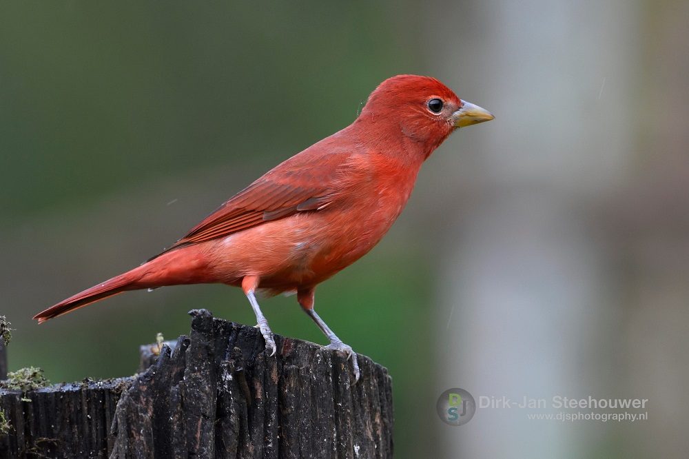 Summer tanager vogelreis costa rica Summer tanager vogelreis costa rica