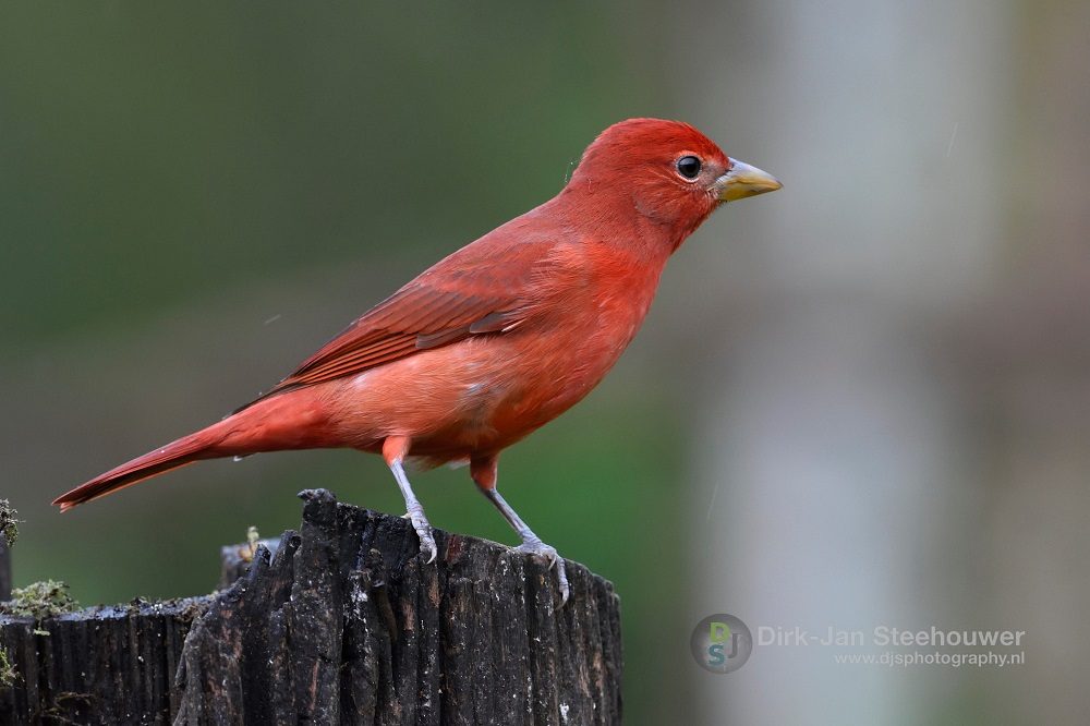 Summer tanager vogelreis costa rica