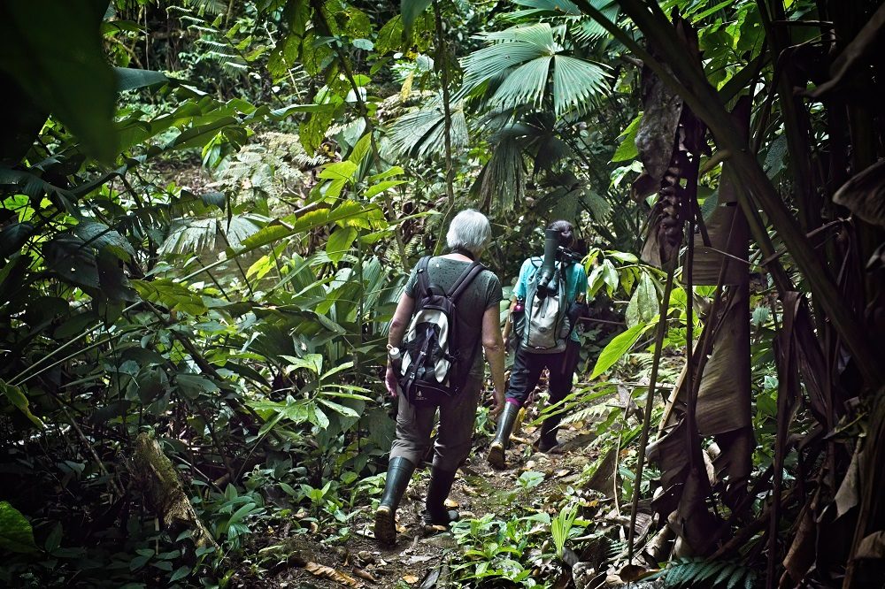 Tamandua wandeling regenwoud foto Jan Sikken Tamandua wandeling regenwoud foto Jan Sikken