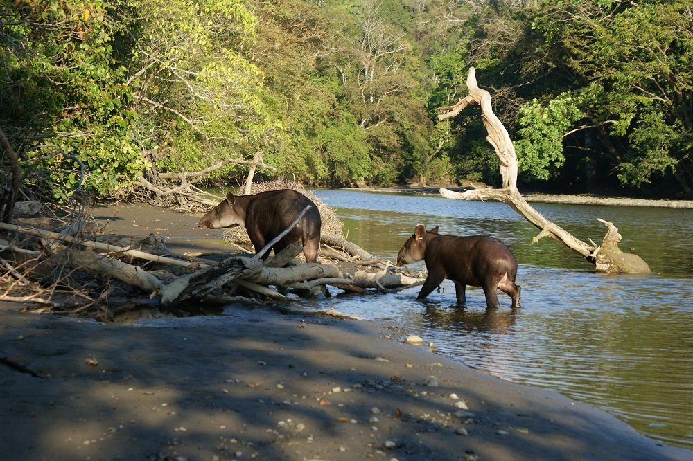 tapir bij Corcovado