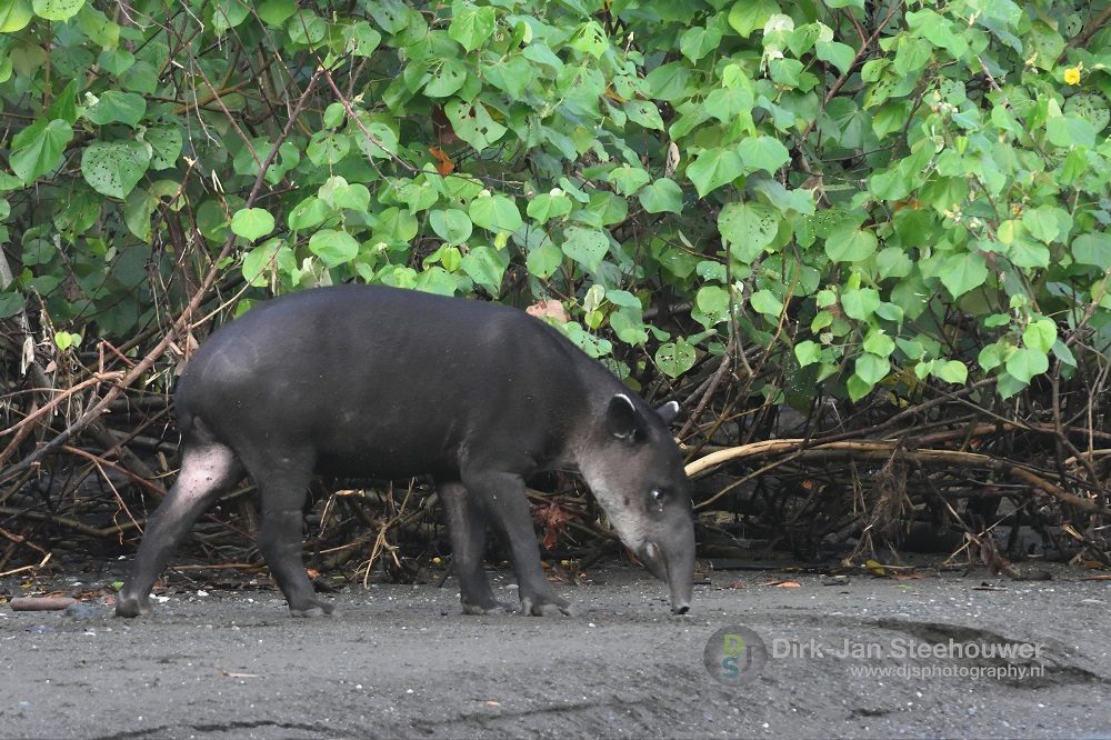 Tapir Corcovado