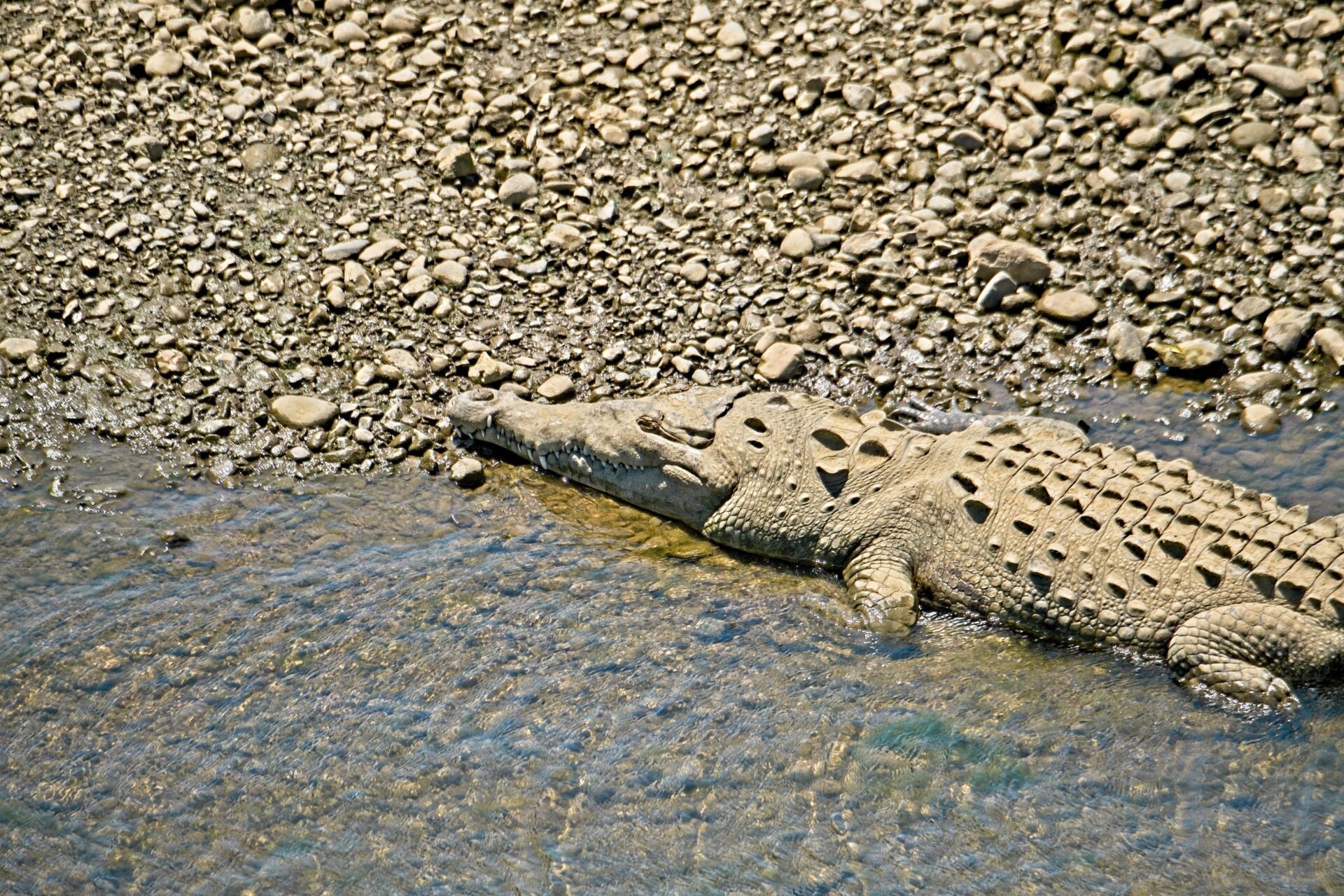 Tarcoles krokodil 1 scaled