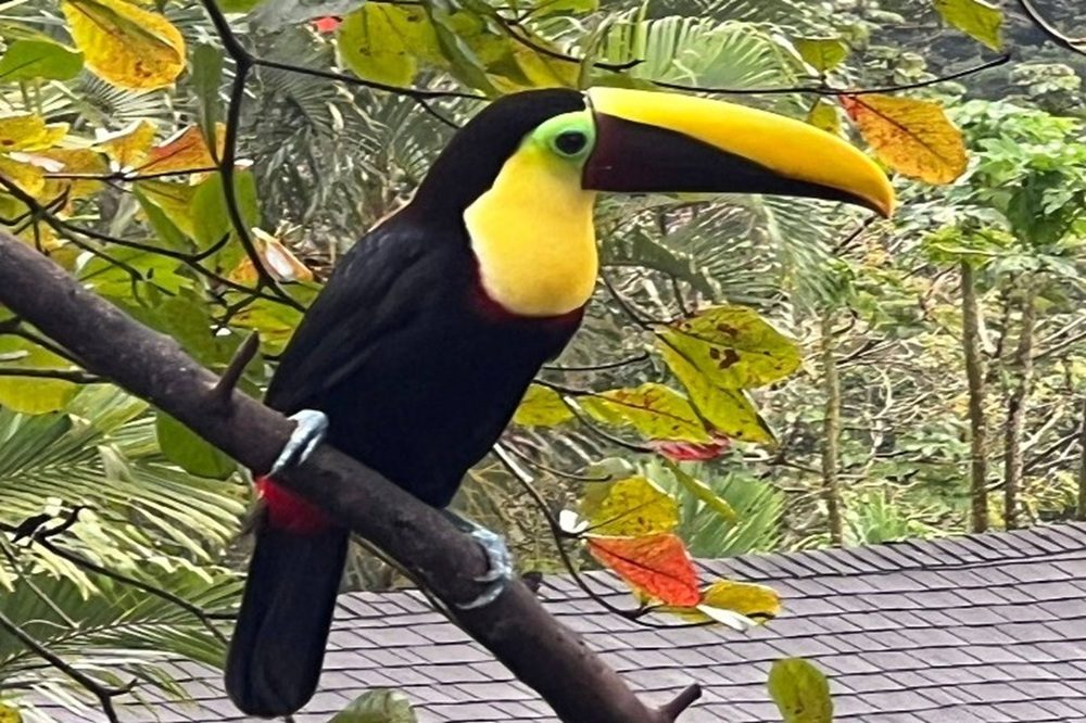 Toekan Costa Rica