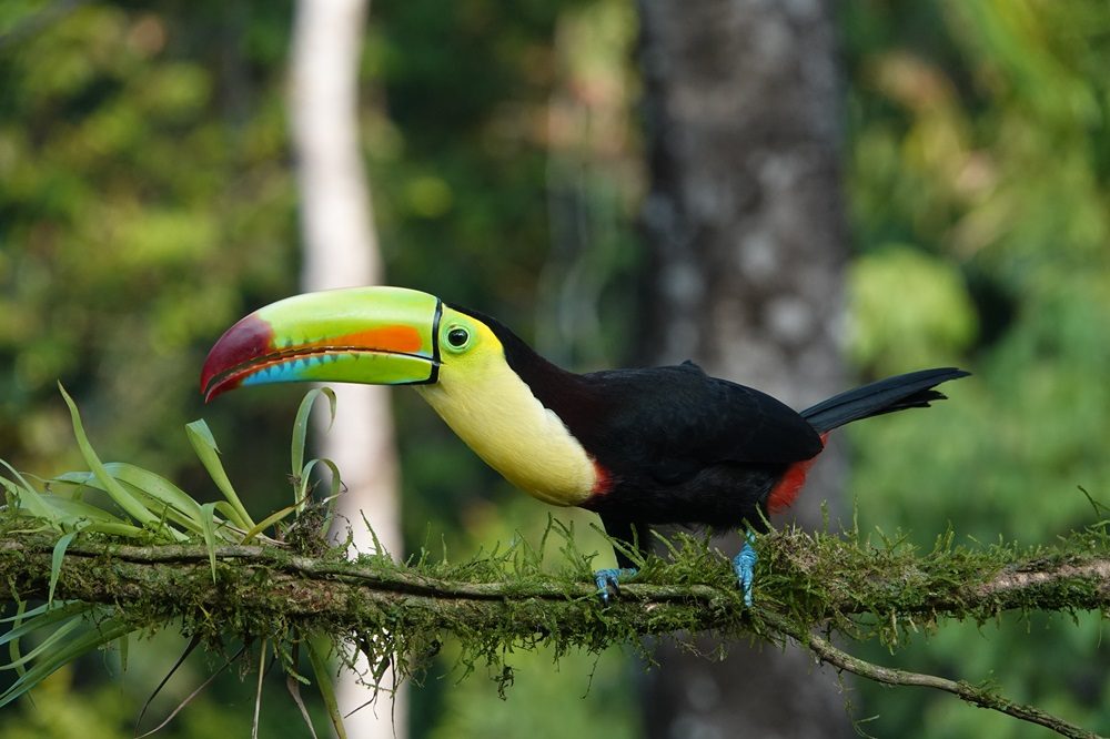 Toekan Costa Rica fotoreis
