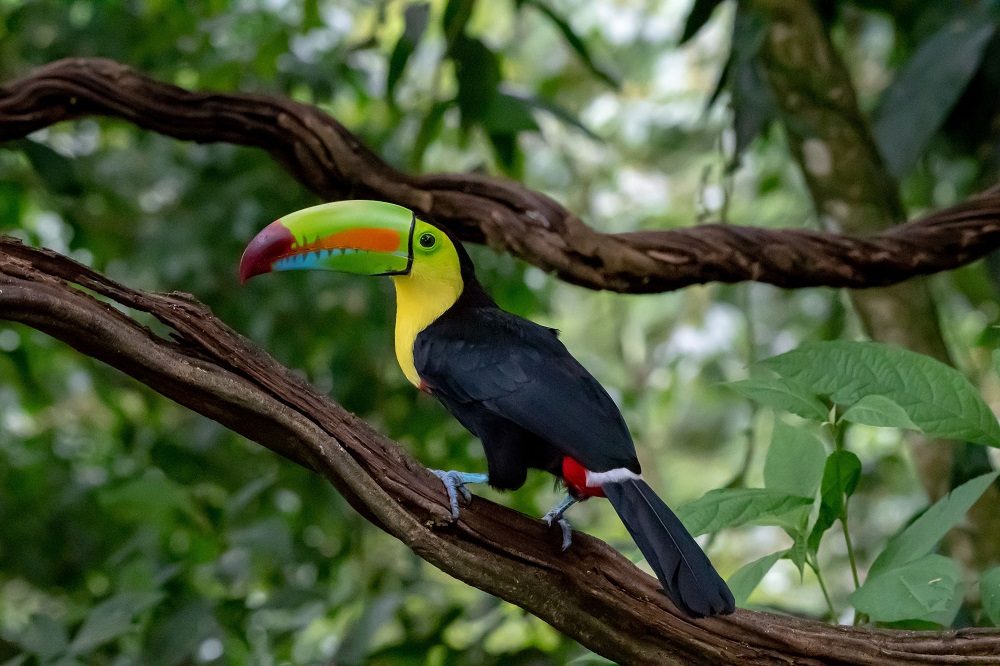 Toekan fotoreis Costa Rica 1