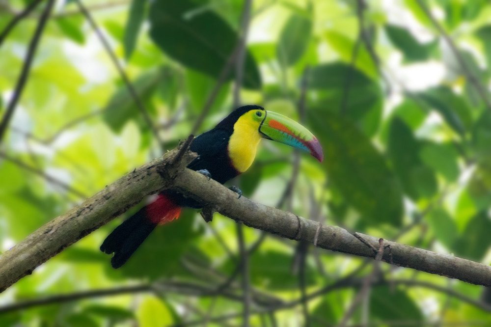 Toekan metropolitan park panama
